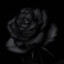 Black Rose