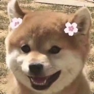 可爱的戳戳