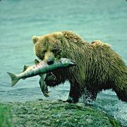 SALMON[Teriyaki] - steam id 76561197960469191