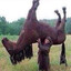 hold your horses