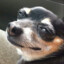 Meme dog