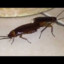 two roaches having sex and shit