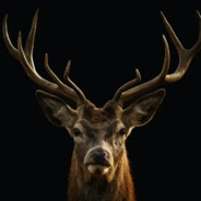 STAG