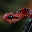 Atheris Hispida