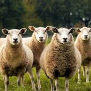 Lait-huisse ham-mille-tonnes