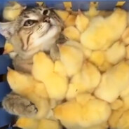 𝙼𝚎𝚊𝚗𝚒𝚗𝚐less