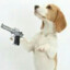 Beagle with a Deagle