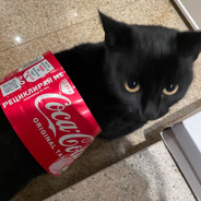 Gato Coca