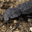 Diabolical ironclad beetle