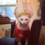 Cat Pope