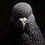 Free the pigeons