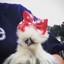 Silkie