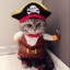 El Gato Pirato