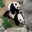 chill_Panda