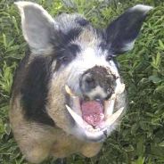 the mighty pig - steam id 76561197971782448