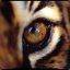L&#039;oeil du tigre