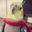 popuGUY_CJ