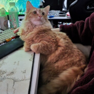 Fireheart Steam avatar