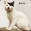 Kitler