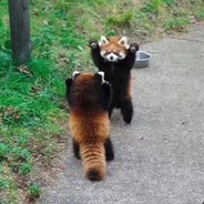 请给我蓝胖两个面子