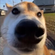 别想去挽刘先生