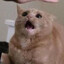 ammeow