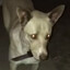 Knife Dog