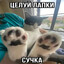 СинючийTheFox