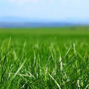 Green Grass