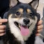 赵烧鸡腿堡ovo