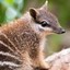 Numbat