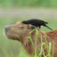 Capybaraツ