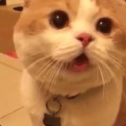 大家好我是渣渣辉