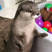 steve THE otter
