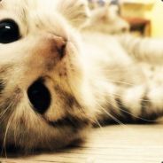 鹰身火女惨遭削弱