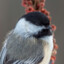 Chickadee