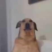 Gustavo_