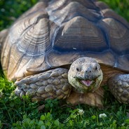 [Caked]AnarchyRamRanchers