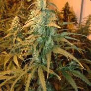 nowe konto: "kajcun" dawac zapro