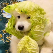 翻斗花园狙击手胡英俊