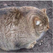 Lil_Fat_Cat