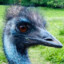 [AVG] Solitary emu