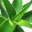 Aloe
