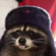 Comrade Racoon