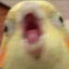 OnlyBirds