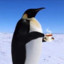 Arctic_Penguin