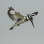 Pied Kingfisher