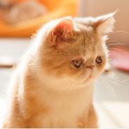 凶残的女王大人