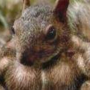 TWÓJ WIEWIÓR SKINS