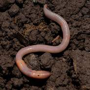 worm